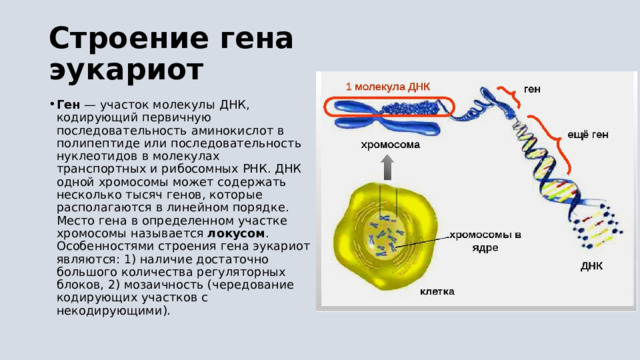 Строение гена эукариот Ген  — участок молекулы ДНК, кодирующий первичную последовательность аминокислот в полипептиде или последовательность нуклеотидов в молекулах транспортных и рибосомных РНК. ДНК одной хромосомы может содержать несколько тысяч генов, которые располагаются в линейном порядке. Место гена в определенном участке хромосомы называется  локусом . Особенностями строения гена эукариот являются: 1) наличие достаточно большого количества регуляторных блоков, 2) мозаичность (чередование кодирующих участков с некодирующими).  