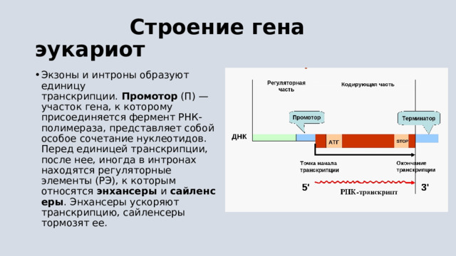  Строение гена эукариот Экзоны и интроны образуют единицу транскрипции.  Промотор  (П) — участок гена, к которому присоединяется фермент РНК-полимераза, представляет собой особое сочетание нуклеотидов. Перед единицей транскрипции, после нее, иногда в интронах находятся регуляторные элементы (РЭ), к которым относятся  энхансеры  и  сайленсеры . Энхансеры ускоряют транскрипцию, сайленсеры тормозят ее. 