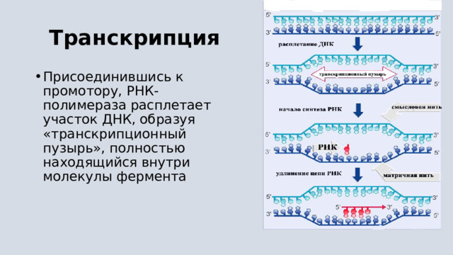  Транскрипция Присоединившись к промотору, РНК-полимераза расплетает участок ДНК, образуя «транскрипционный пузырь», полностью находящийся внутри молекулы фермента 