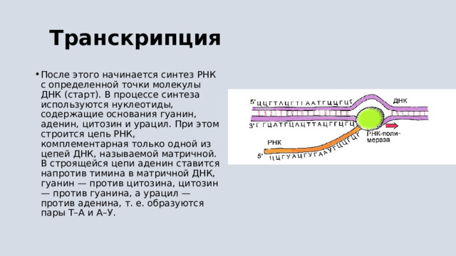  Транскрипция После этого начинается синтез РНК с определенной точки молекулы ДНК (старт). В процессе синтеза используются нуклеотиды, содержащие основания гуанин, аденин, цитозин и урацил. При этом строится цепь РНК, комплементарная только одной из цепей ДНК, называемой матричной. В строящейся цепи аденин ставится напротив тимина в матричной ДНК, гуанин — против цитозина, цитозин — против гуанина, а урацил — против аденина, т. е. образуются пары Т–А и А–У. 