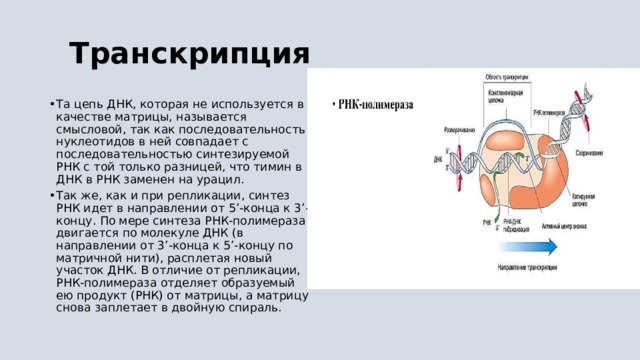  Транскрипция Та цепь ДНК, которая не используется в качестве матрицы, называется смысловой, так как последовательность нуклеотидов в ней совпадает с последовательностью синтезируемой РНК с той только разницей, что тимин в ДНК в РНК заменен на урацил. Так же, как и при репликации, синтез РНК идет в направлении от 5’-конца к 3’-концу. По мере синтеза РНК-полимераза двигается по молекуле ДНК (в направлении от 3’-конца к 5’-концу по матричной нити), расплетая новый участок ДНК. В отличие от репликации, РНК-полимераза отделяет образуемый ею продукт (РНК) от матрицы, а матрицу снова заплетает в двойную спираль. 