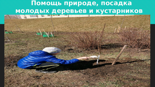  Помощь природе, посадка молодых деревьев и кустарников 