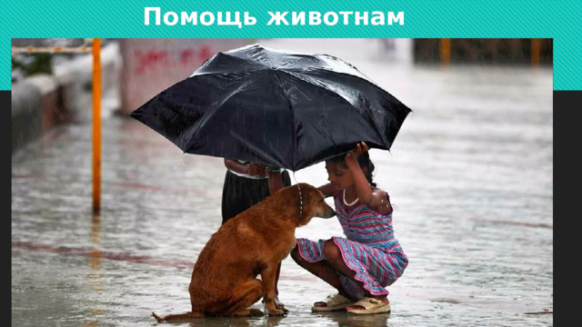  Помощь животнам 