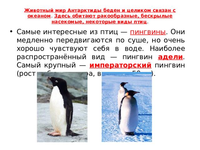 Животный мир Антарктиды беден и целиком связан с океаном . Здесь обитают ракообразные, бескрылые насекомые, некоторые виды птиц .   Самые интересные из птиц — пингвины . Они медленно передвигаются по суше, но очень хорошо чувствуют себя в воде. Наиболее распространённый вид — пингвин адели . Самый крупный — императорский  пингвин (рост — более метра, вес — до 50 кг). 