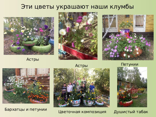 Эти цветы украшают наши клумбы Астры Петунии Астры Бархатцы и петунии Цветочная композиция Душистый табак 