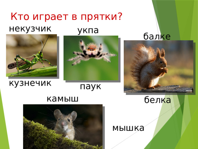 Кто играет в прятки? некузчик укпа балке кузнечик паук камыш белка мышка 