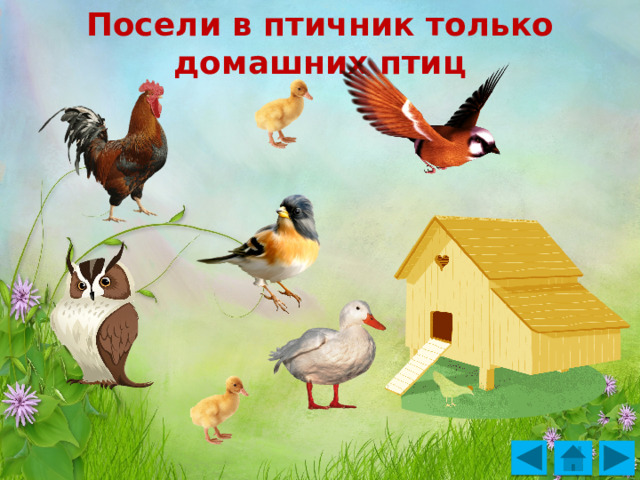 Посели в птичник только домашних птиц 