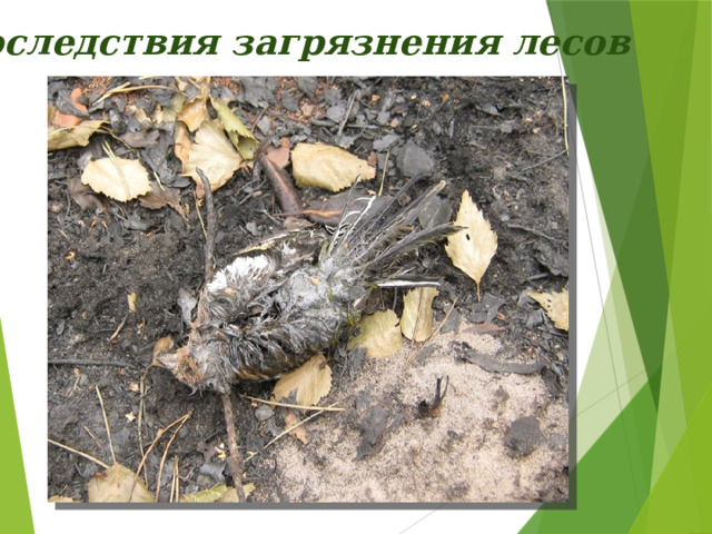 Последствия загрязнения лесов 