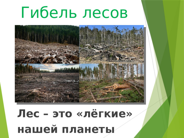 Гибель лесов Лес – это «лёгкие» нашей планеты 