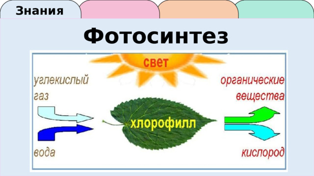 Знания Фотосинтез 