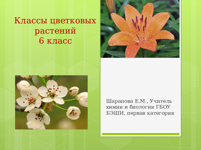 Классы цветковых растений  6 класс Шарапова Е.М., Учитель химии и биологии ГБОУ БЭШИ, первая категория 