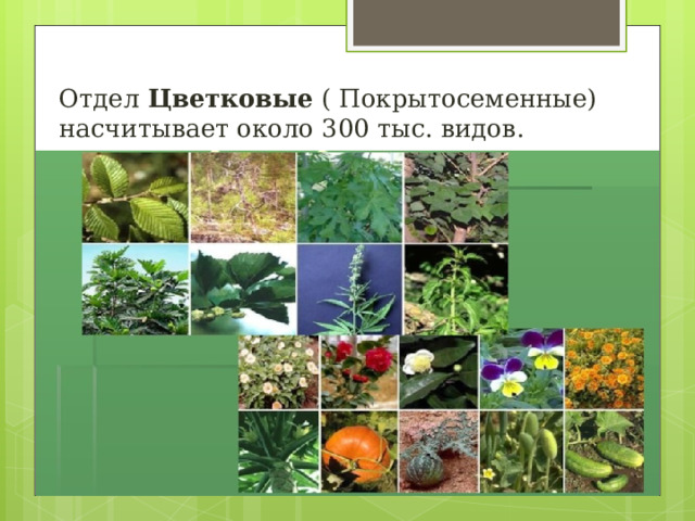 Отдел Цветковые ( Покрытосеменные) насчитывает около 300 тыс. видов. 