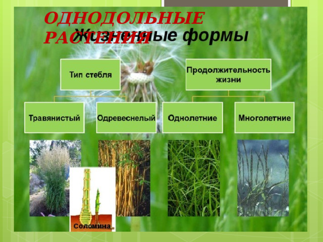 ОДНОДОЛЬНЫЕ РАСТЕНИЯ 