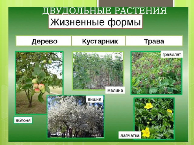 ДВУДОЛЬНЫЕ РАСТЕНИЯ 