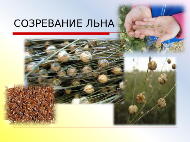    СОЗРЕВАНИЕ ЛЬНА 