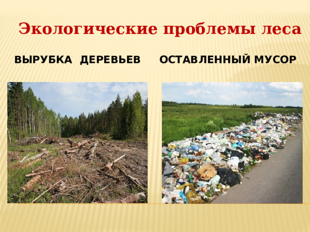 Экологические проблемы леса  вырубка деревьев оставленный мусор  