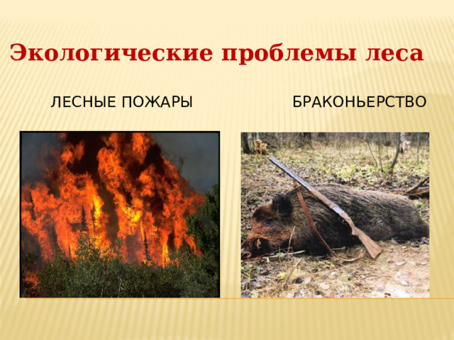 Экологические проблемы леса  лесные пожары  браконьерство  
