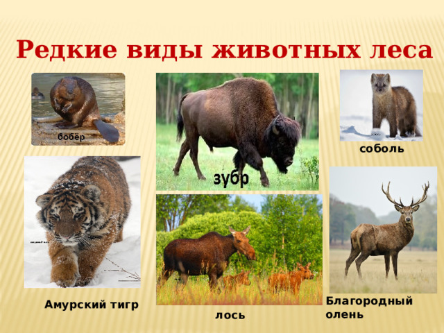 Редкие виды животных леса соболь Благородный олень Амурский тигр лось 