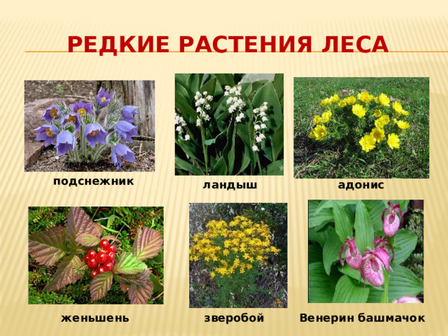 Редкие растения леса подснежник адонис ландыш зверобой Венерин башмачок женьшень 