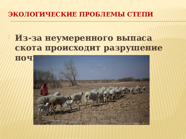 Экологические проблемы степи   Из-за неумеренного выпаса скота происходит разрушение почвы степи 