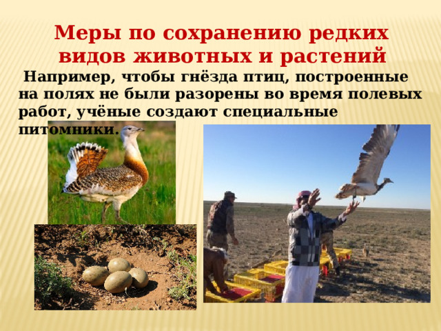  Меры по сохранению редких видов животных и растений  Например, чтобы гнёзда птиц, построенные на полях не были разорены во время полевых работ, учёные создают специальные питомники. 