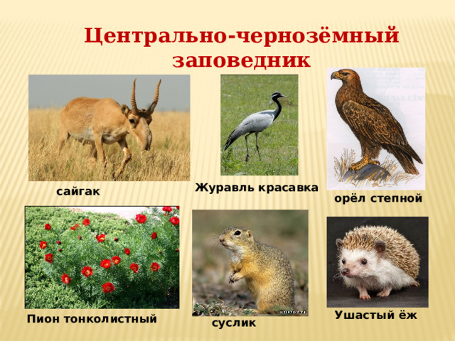 Центрально-чернозёмный заповедник Журавль красавка сайгак орёл степной Ушастый ёж Пион тонколистный суслик 
