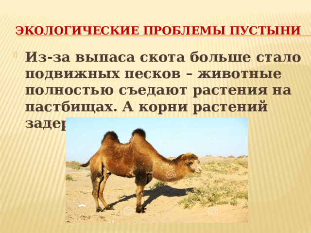 Экологические проблемы пустыни Из-за выпаса скота больше стало подвижных песков – животные полностью съедают растения на пастбищах. А корни растений задерживают пески. 