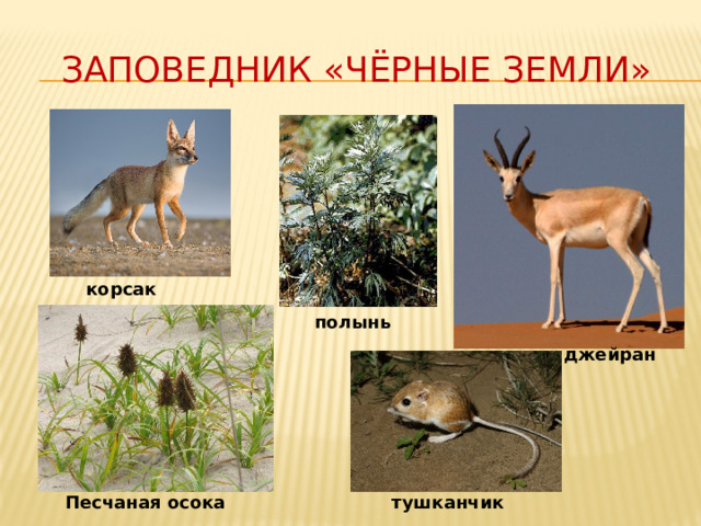 заповедник «Чёрные земли» корсак полынь джейран тушканчик Песчаная осока 