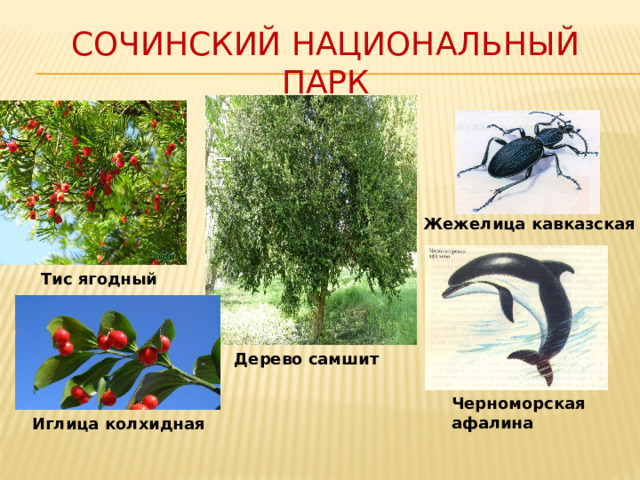 Сочинский национальный парк Жежелица кавказская Тис ягодный Дерево самшит Черноморская афалина Иглица колхидная 