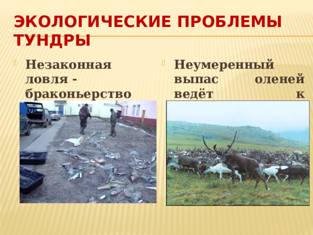экологические проблемы тундры Незаконная ловля - браконьерство Неумеренный выпас оленей ведёт к исчезновению ягеля 