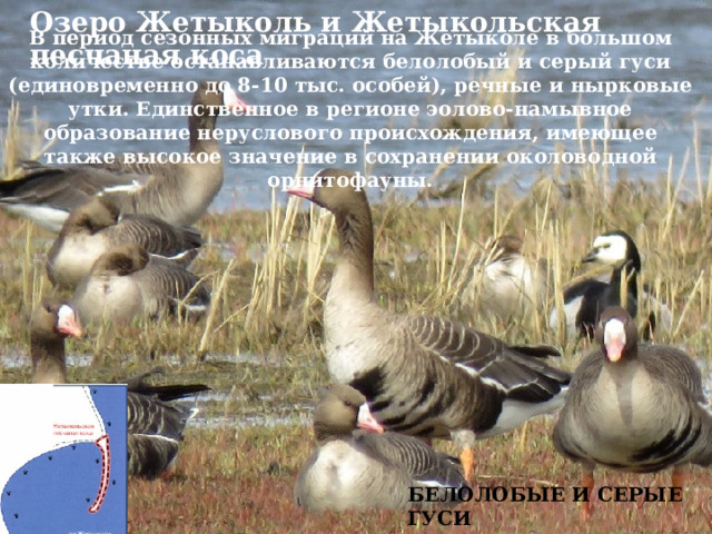 Озеро Жетыколь и Жетыкольская песчаная коса В период сезонных миграций на Жетыколе в большом количестве останавливаются белолобый и серый гуси (единовременно до 8-10 тыс. особей), речные и нырковые утки. Единственное в регионе эолово-намывное образование неруслового происхождения, имеющее также высокое значение в сохранении околоводной орнитофауны. БЕЛОЛОБЫЕ И СЕРЫЕ ГУСИ 