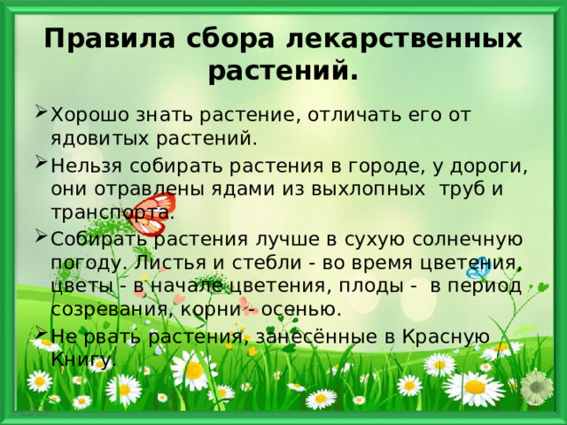 Правила сбора лекарственных растений. Хорошо знать растение, отличать его от ядовитых растений. Нельзя собирать растения в городе, у дороги, они отравлены ядами из выхлопных труб и транспорта. Собирать растения лучше в сухую солнечную погоду. Листья и стебли - во время цветения, цветы - в начале цветения, плоды - в период созревания, корни - осенью. Не рвать растения, занесённые в Красную Книгу. 