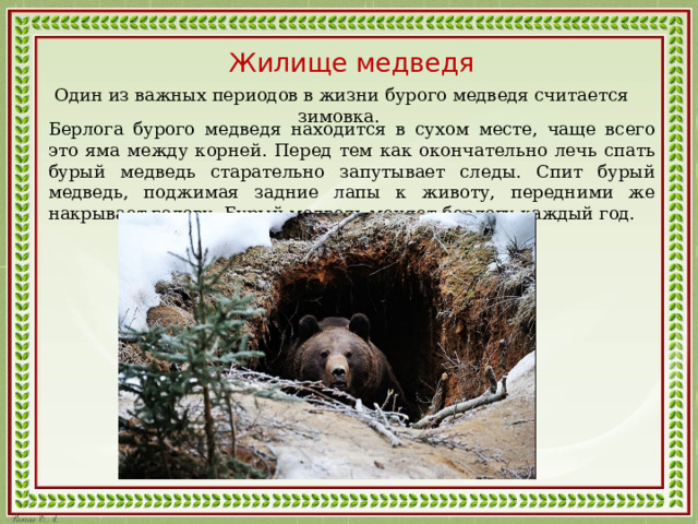 Жилище медведя Один из важных периодов в жизни бурого медведя считается зимовка. Берлога бурого медведя находится в сухом месте, чаще всего это яма между корней. Перед тем как окончательно лечь спать бурый медведь старательно запутывает следы. Спит бурый медведь, поджимая задние лапы к животу, передними же накрывает голову. Бурый медведь меняет берлогу каждый год. 