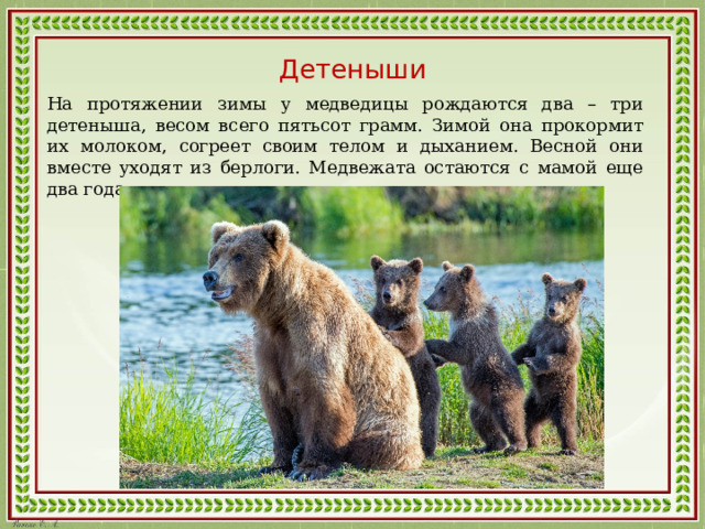 Детеныши На протяжении зимы у медведицы рождаются два – три детеныша, весом всего пятьсот грамм. Зимой она прокормит их молоком, согреет своим телом и дыханием. Весной они вместе уходят из берлоги. Медвежата остаются с мамой еще два года. 