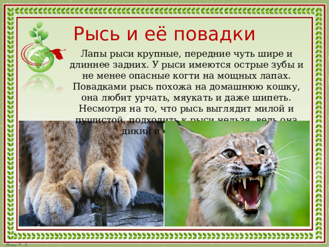 Рысь и её повадки Лапы рыси крупные, передние чуть шире и длиннее задних. У рыси имеются острые зубы и не менее опасные когти на мощных лапах. Повадками рысь похожа на домашнюю кошку, она любит урчать, мяукать и даже шипеть. Несмотря на то, что рысь выглядит милой и пушистой, подходить к рыси нельзя, ведь она дикий и опасный хищник. 