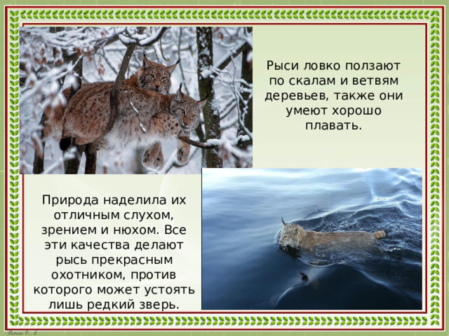 Рыси ловко ползают по скалам и ветвям деревьев, также они умеют хорошо плавать. Природа наделила их отличным слухом, зрением и нюхом. Все эти качества делают рысь прекрасным охотником, против которого может устоять лишь редкий зверь. 