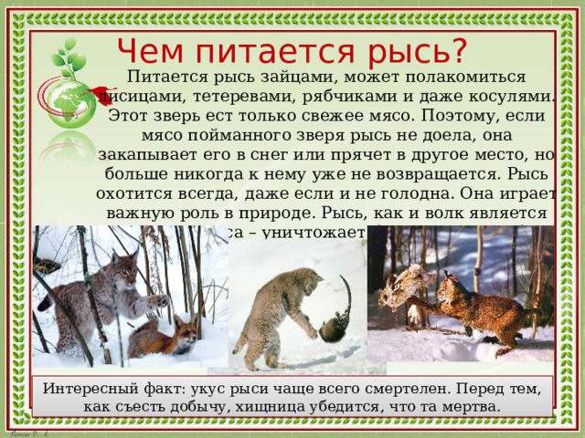 Чем питается рысь? Питается рысь зайцами, может полакомиться лисицами, тетеревами, рябчиками и даже косулями. Этот зверь ест только свежее мясо. Поэтому, если мясо пойманного зверя рысь не доела, она закапывает его в снег или прячет в другое место, но больше никогда к нему уже не возвращается. Рысь охотится всегда, даже если и не голодна. Она играет важную роль в природе. Рысь, как и волк является санитаром леса – уничтожает больных или слабых зверей. Интересный факт: укус рыси чаще всего смертелен. Перед тем, как съесть добычу, хищница убедится, что та мертва. 
