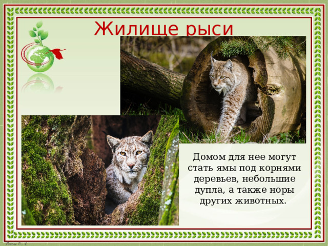 Жилище рыси Домом для нее могут стать ямы под корнями деревьев, небольшие дупла, а также норы других животных. 