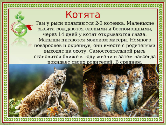 Котята Там у рыси появляются 2-3 котенка. Маленькие рысята рождаются слепыми и беспомощными, через 14 дней у котят открываются глаза. Малыши питаются молоком матери. Немного повзрослев и окрепнув, они вместе с родителями выходят на охоту. Самостоятельной рысь становится ближе к году жизни и затем навсегда покидает своих родителей. В среднем, продолжительность жизни рыси около 15 лет. 