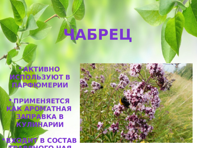  Чабрец Активно используют в Парфюмерии  Применяется как ароматная Заправка в кулинарии  Входит в состав Травяного чая  