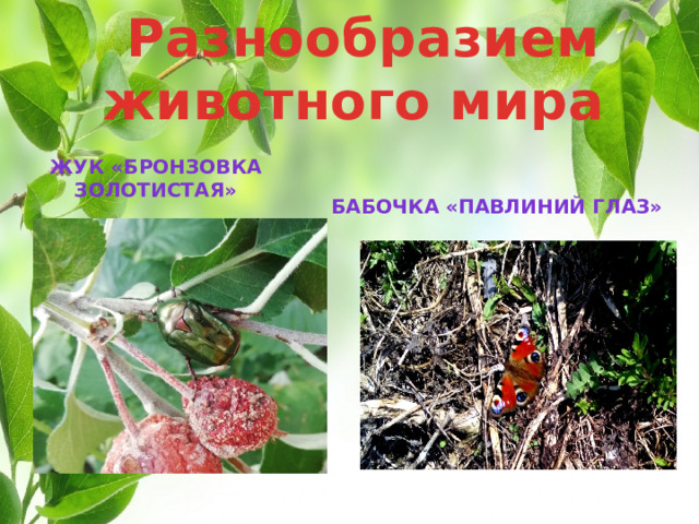 Разнообразием животного мира   Жук «бронзовка золотистая»    Бабочка «Павлиний глаз» 