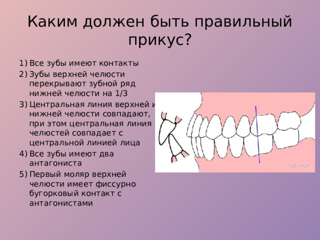 Каким должен быть правильный прикус? Все зубы имеют контакты Зубы верхней челюсти перекрывают зубной ряд нижней челюсти на 1/3 Центральная линия верхней и нижней челюсти совпадают, при этом центральная линия челюстей совпадает с центральной линией лица Все зубы имеют два антагониста Первый моляр верхней челюсти имеет фиссурно бугорковый контакт с антагонистами 