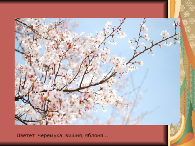 Цветет черемуха, вишня, яблоня… 