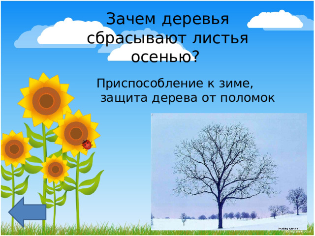 Зачем деревья сбрасывают листья осенью? Приспособление к зиме,  защита дерева от поломок 