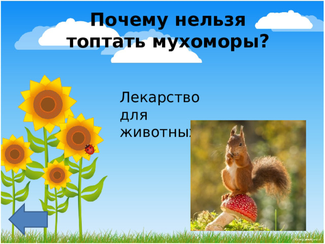 Почему нельзя топтать мухоморы?    Лекарство для животных 