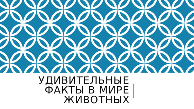 Удивительные факты в мире животных 