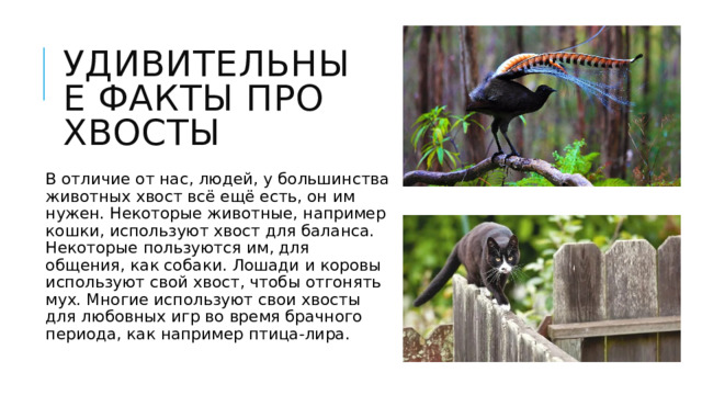 Удивительные факты про хвосты   В отличие от нас, людей, у большинства животных хвост всё ещё есть, он им нужен. Некоторые животные, например кошки, используют хвост для баланса. Некоторые пользуются им, для общения, как собаки. Лошади и коровы используют свой хвост, чтобы отгонять мух. Многие используют свои хвосты для любовных игр во время брачного периода, как например птица-лира.   