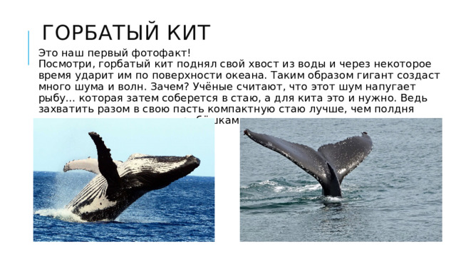 Горбатый кит Это наш первый фотофакт!  Посмотри, горбатый кит поднял свой хвост из воды и через некоторое время ударит им по поверхности океана. Таким образом гигант создаст много шума и волн. Зачем? Учёные считают, что этот шум напугает рыбу... которая затем соберется в стаю, а для кита это и нужно. Ведь захватить разом в свою пасть компактную стаю лучше, чем полдня гоняться за несколькими рыбёшками. 