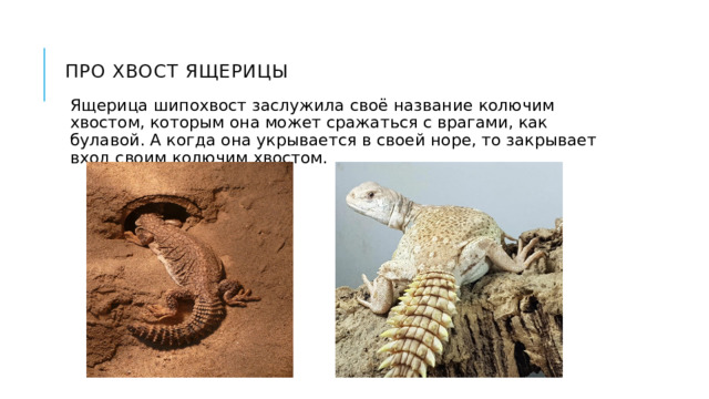 Про хвост ящерицы Ящерица шипохвост заслужила своё название колючим хвостом, которым она может сражаться с врагами, как булавой. А когда она укрывается в своей норе, то закрывает вход своим колючим хвостом.  