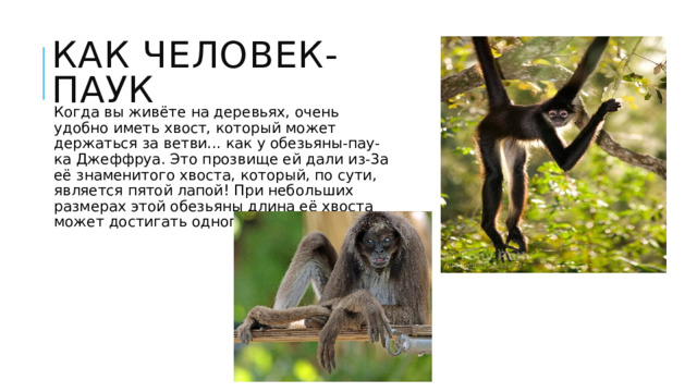 Как человек-паук Когда вы живёте на деревьях, очень удобно иметь хвост, который может держаться за ветви... как у обезьяны-пау-ка Джеффруа. Это прозвище ей дали из-3а её знаменитого хвоста, который, по сути, является пятой лапой! При небольших размерах этой обезьяны длина её хвоста может достигать одного метра. 